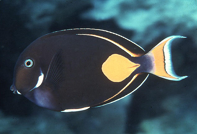 Acanthurus achilles